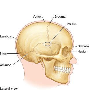 Sentirse mal surf Remisión vertex anatomy Obediente exótico Estéril