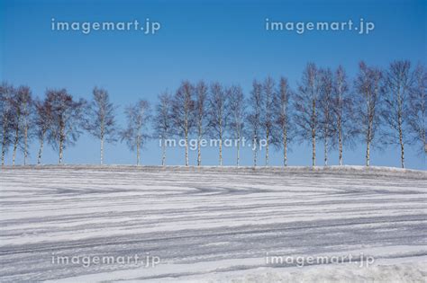 融雪剤が撒かれた雪の畑とシラカバ並木の写真素材 241475334 イメージマート