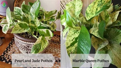 Pearl And Jade Pothos Vs Marble Queen Differences And Similarities