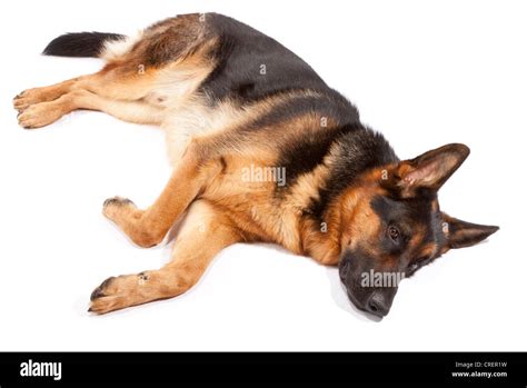 Young Male German Shepherd Dog At 17 Months Old Lying Down Stock Photo