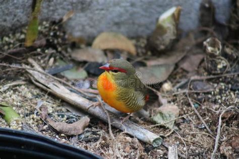 Colorful Tiny Green and Yellow Finch Stock Image - Image of green ...