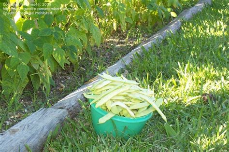 PlantFiles Pictures Snap Bean String Green Or French Marvel Of