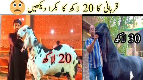 Biggest And Expensive Goatbakra For Qurbani In Eid Ul Adha 2023 20