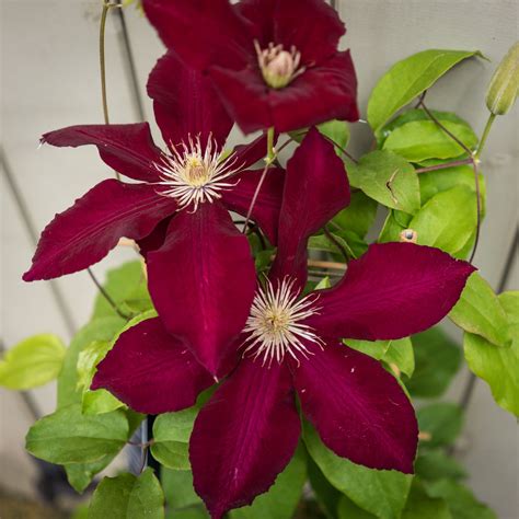 An Unusual Rich Plum Red Variety Clematis Rebecca Is A Large Climbing