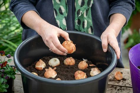 How To Plant A Bulb Lasagne Sarah Raven