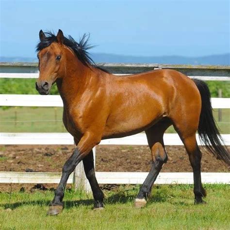 Horse Color Guide: Mustang Horses in Almost Every Color (with Photos ...