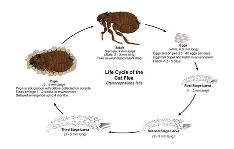 How Long Do Dog Fleas Live In Carpet