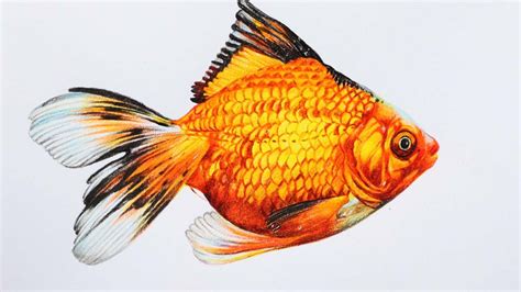 Goldfish Drawing In Color Pencils Fish Drawing How To Draw A