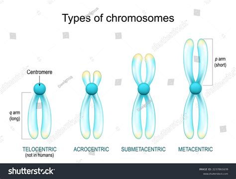 Centromere Types