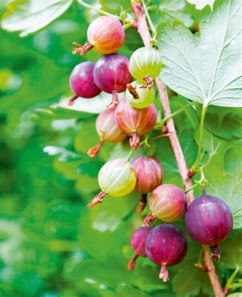 How To Grow Gooseberries What To Plant How To Look After Them And