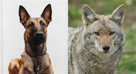 Coyote Hondenmix