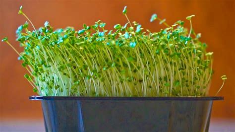 Growing Broccoli Microgreens A Step By Step Guide — Daisy Creek Farms