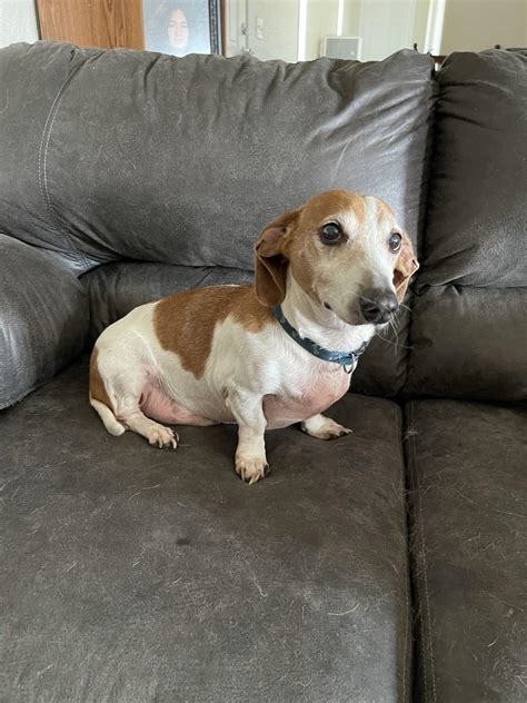 Oscar Tennessee Dachshund Rescue