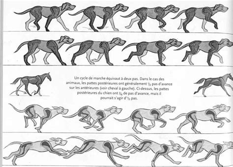 Dog Walkingrunning Cycle Dessin De Chien Anatomie Chien Croquis D