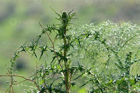 Thorny plants and flowers in a forest clearing. 14301696 Stock Photo at ...