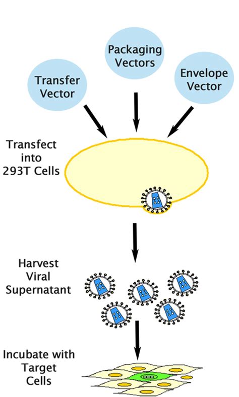 Pantropic Lentiviral Expression System Hygro