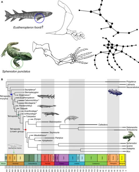 How Fins Turned Into Limbs And Feet Can Be Seen In The Fossil Record