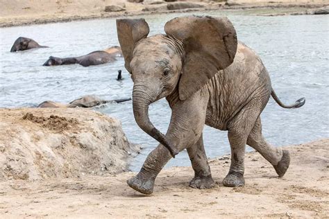 Daphne Sheldrick Elephant Orphanage Packages Visiting Hours