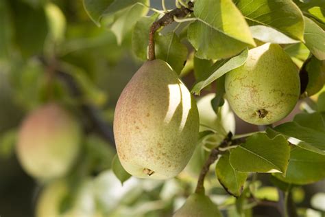 Types Of Pear Trees