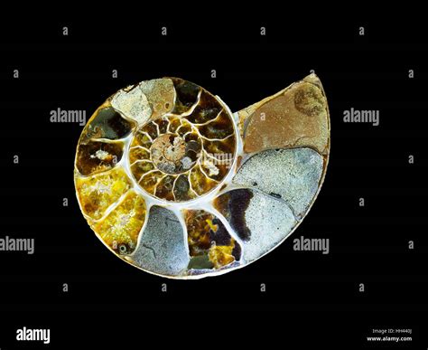 A Beautiful Ammonite Fossil Ammonites Became Extinct Million Years Ago