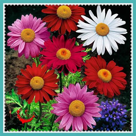 Aliexpress.com : Buy 200 Painted Daisy Seeds Flower Seeds For Your ...