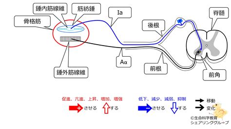 運動系筋肉骨格筋骨格筋と神経受容器筋紡錘伸張（伸展）反射 一歩一歩