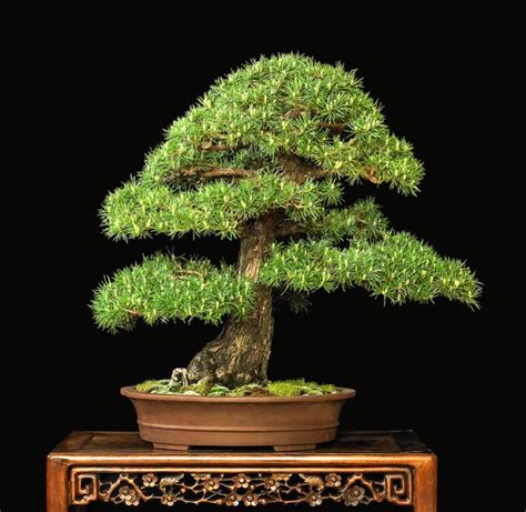 DWARF SCOTS PINE – Valavanis Bonsai Blog