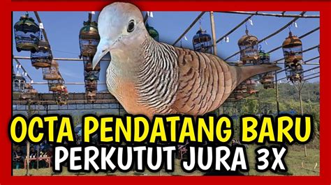 LOMBA PERKUTUT LOKAL PERKUTUT OCTA TOLAK TAWARAN 4 5 JT YouTube