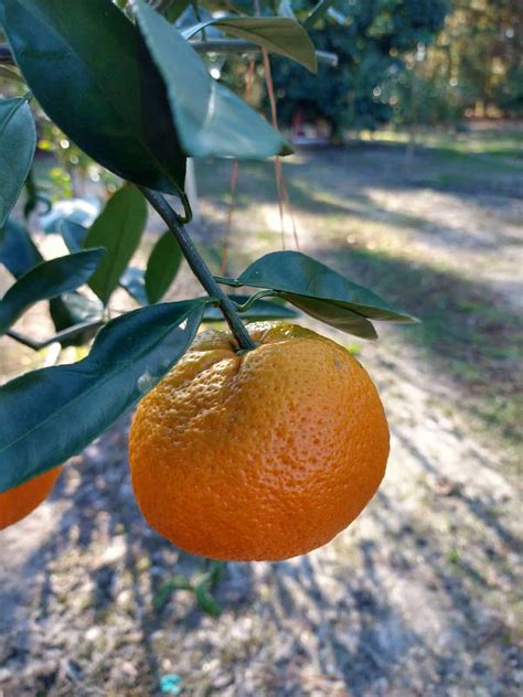 When are Satsuma Mandarins in Season? - Eat Like No One Else