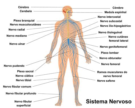 Desenho Do Sistema Nervoso Central Braincp