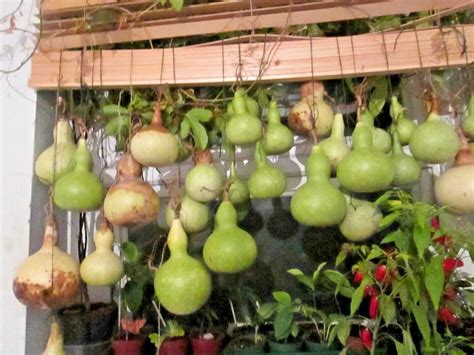 Mixed Large Gourds