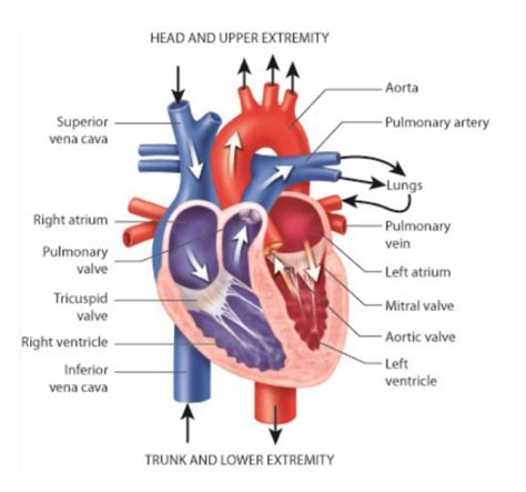 Heart Anatomy Structure Functions And Circulation