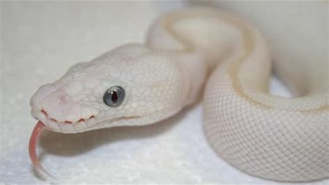 Do the Black Eyed & Blue Eyed Leucistic Ball Python Still Matter