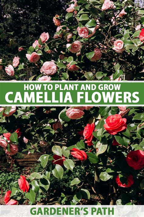 How To Plant And Grow Camellia Flowers Gardeners Path