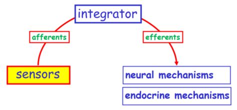 Circulation Lecture 4 Integration Of Reflex Control Flashcards Quizlet