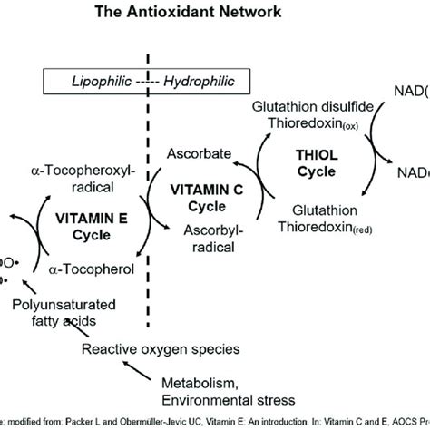 The antioxidant network modified from Packer and Obermüller Jevic