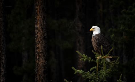 Wildlife in Banff National Park | Stoneridge Mountain Resort