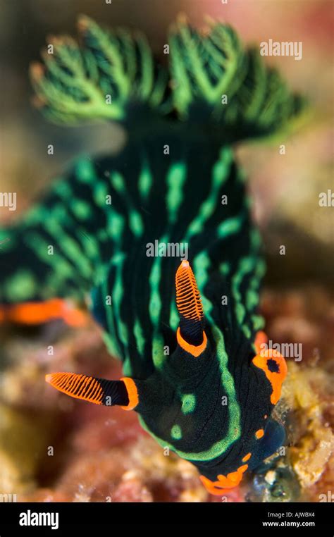 Nembrotha Kubaryana Nudibranch Puerto Galera Oriental Mindoro