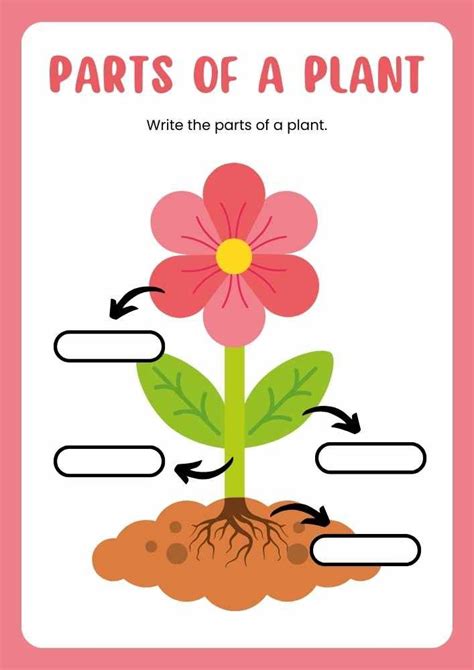 Parts Of A Plant English Worksheet Parts Of A Plant Plants