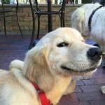 dog smiling Meme Generator - Imgflip