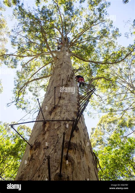 Las personas escalando la Gloucester árbol un árbol Karri Gigante en