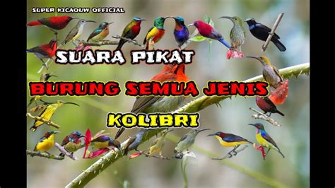 Suara Pikat Semua Jenis Burung Kolibri Youtube