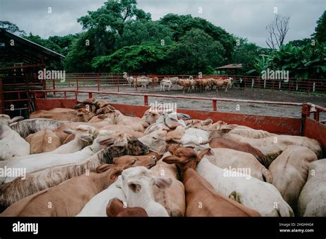 animals and landscapes representative of Colombian flora and fauna ...