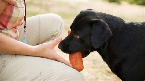 Gratis Treningstips Slik F R Du Hunden Din Til Avlevere I H Nd