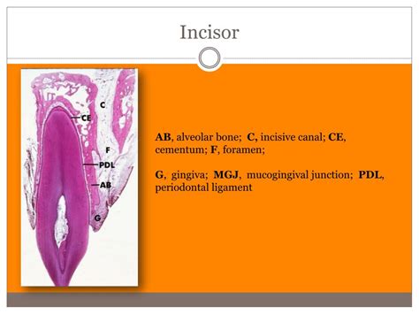 Ppt Periodontics Powerpoint Presentation Free Download Id 2337158