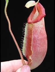 Nepenthes Veitchii X Mira X Burbidgeae X Edwardsiana 6 10 Cm