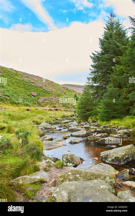 Forest Stream Surrounded By Timberland In Ancient Old Growth Forest