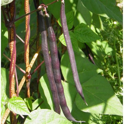 Graines Haricot à rames mangetout à cosses violettes blauhilde bio