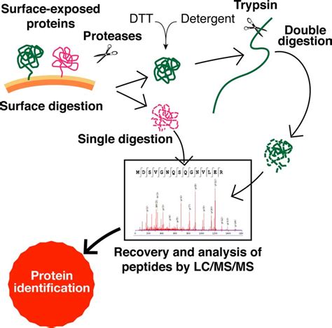 Representation Of The Proteomics Strategy Used To Identify Download Scientific Diagram