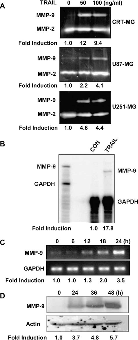 Figure 1 From TRAIL Induces MMP 9 Expression Via ERK Activation In